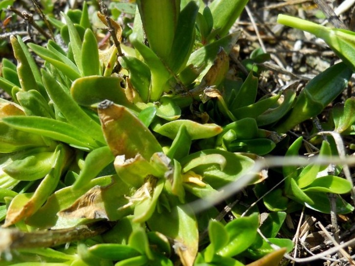Fiore blu da determinare - Gentiana cfr. verna